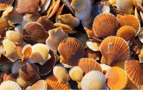 对接预制菜风口 今年“长海扇贝”产业蓄势崛起